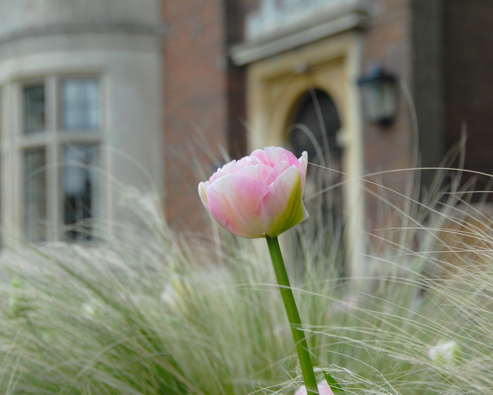 Tulip 'Angelique'
