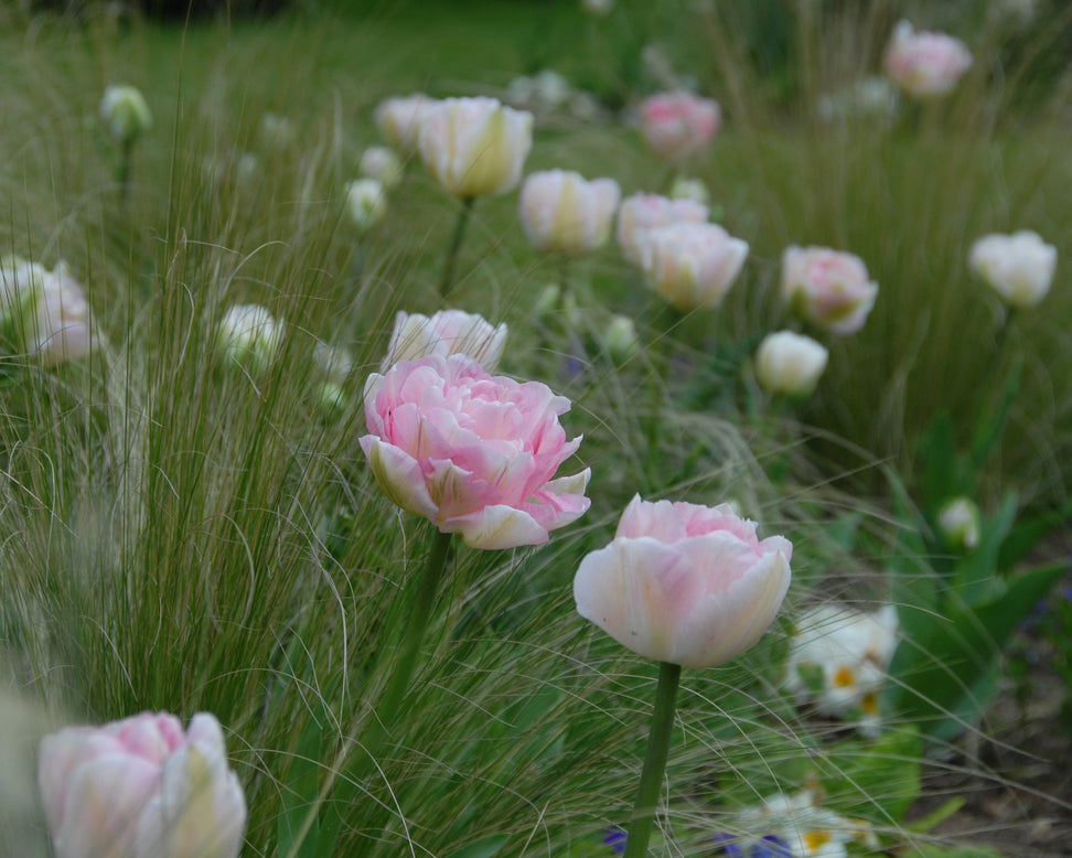 Tulip 'Angelique'