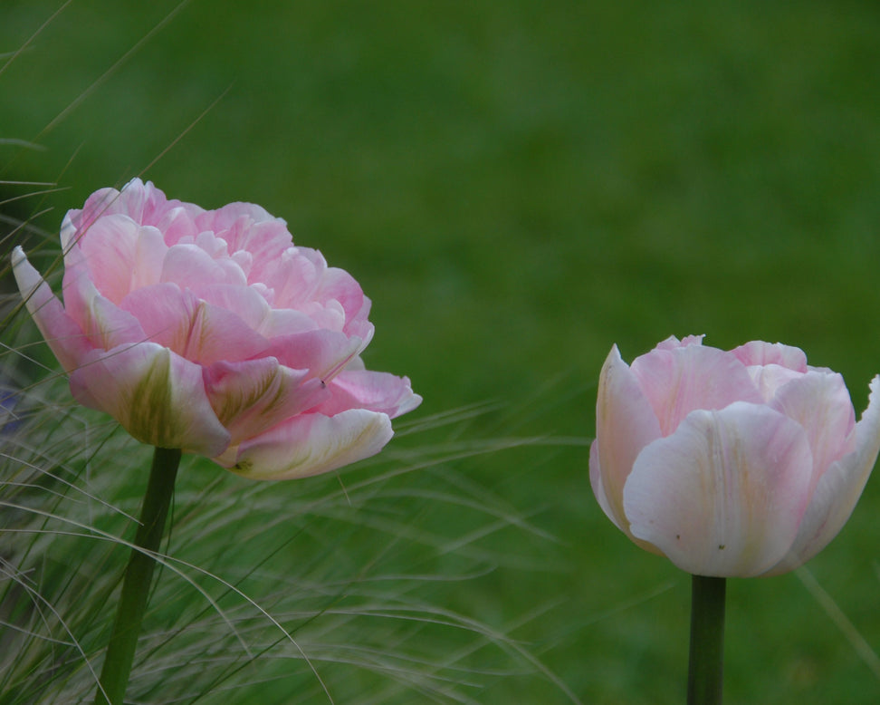 Tulip 'Angelique'