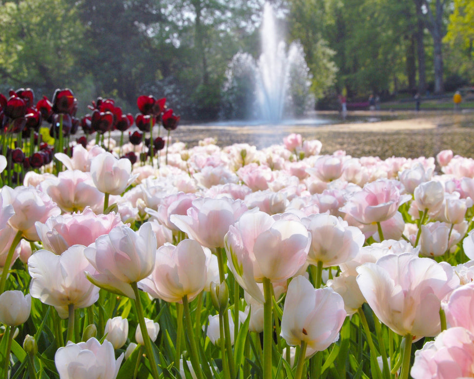 Tulip 'Angelique'