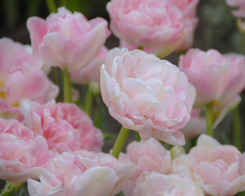 Tulip 'Angelique'
