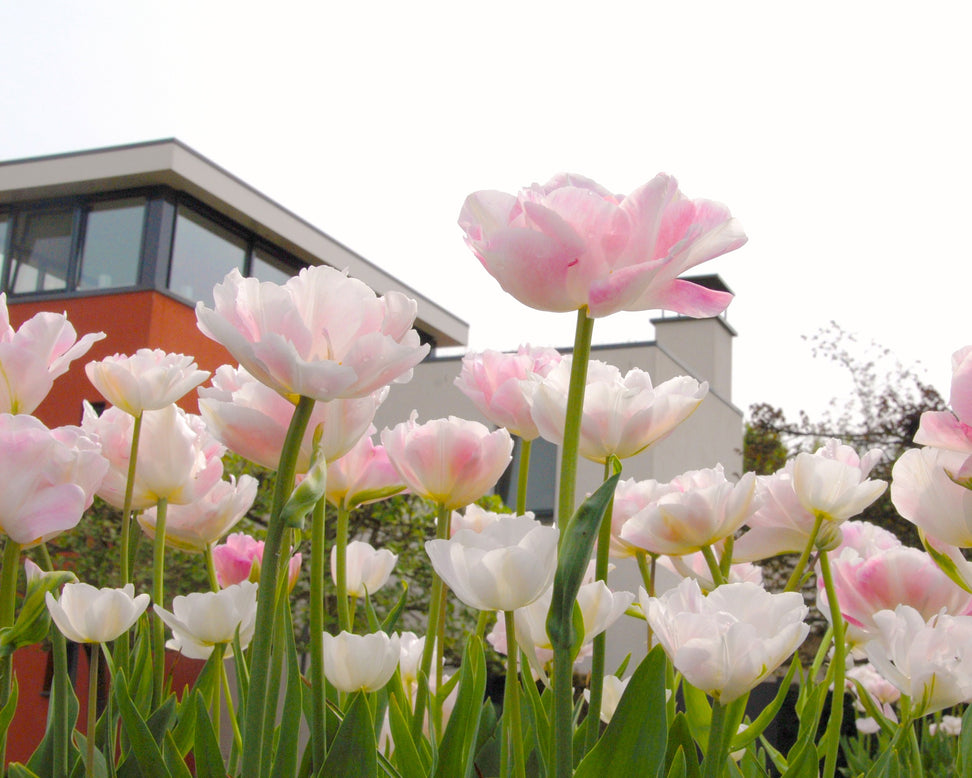 Tulip 'Angelique'