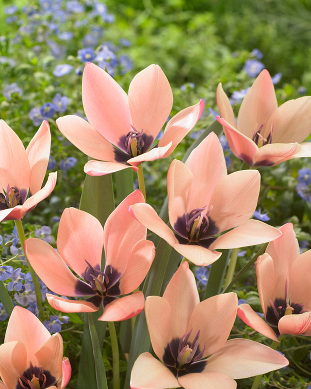 Tulip 'Annika'