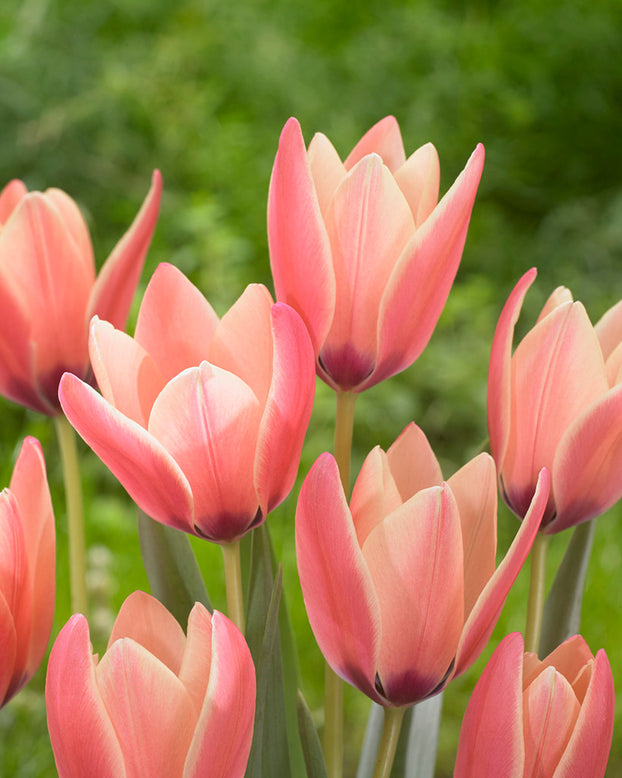 Tulip 'Annika'