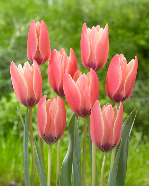 Tulip 'Annika'