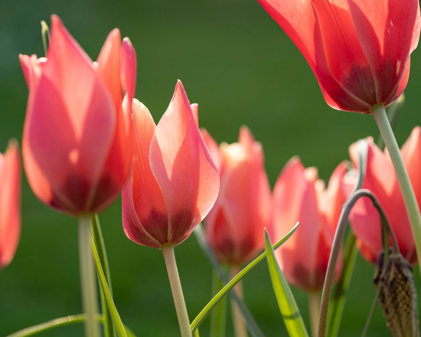 Tulip 'Annika'