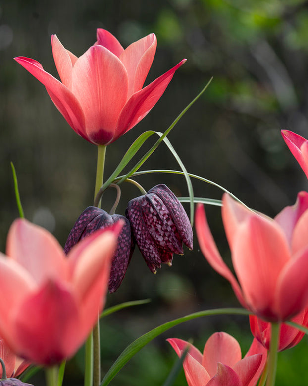Tulip 'Annika'