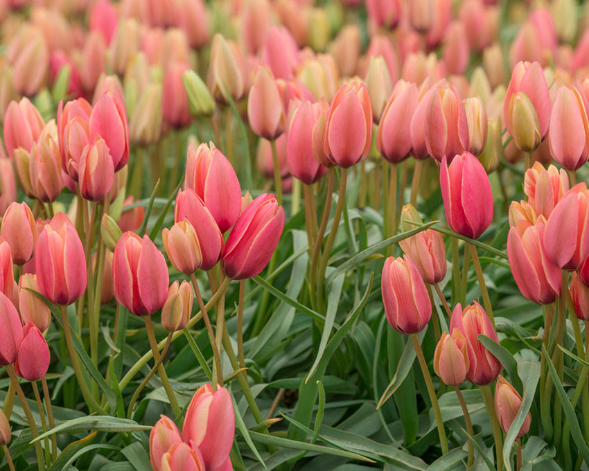 Tulip 'Annika'