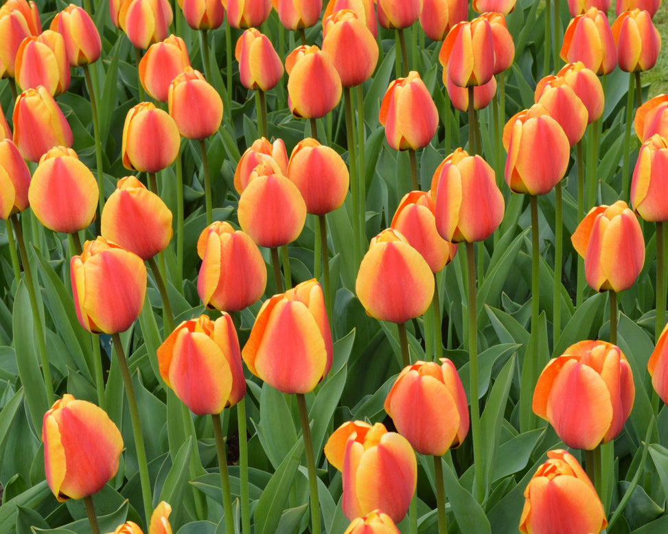 Flower BulbsApeldoorn Elite Bulbs UK - 8
