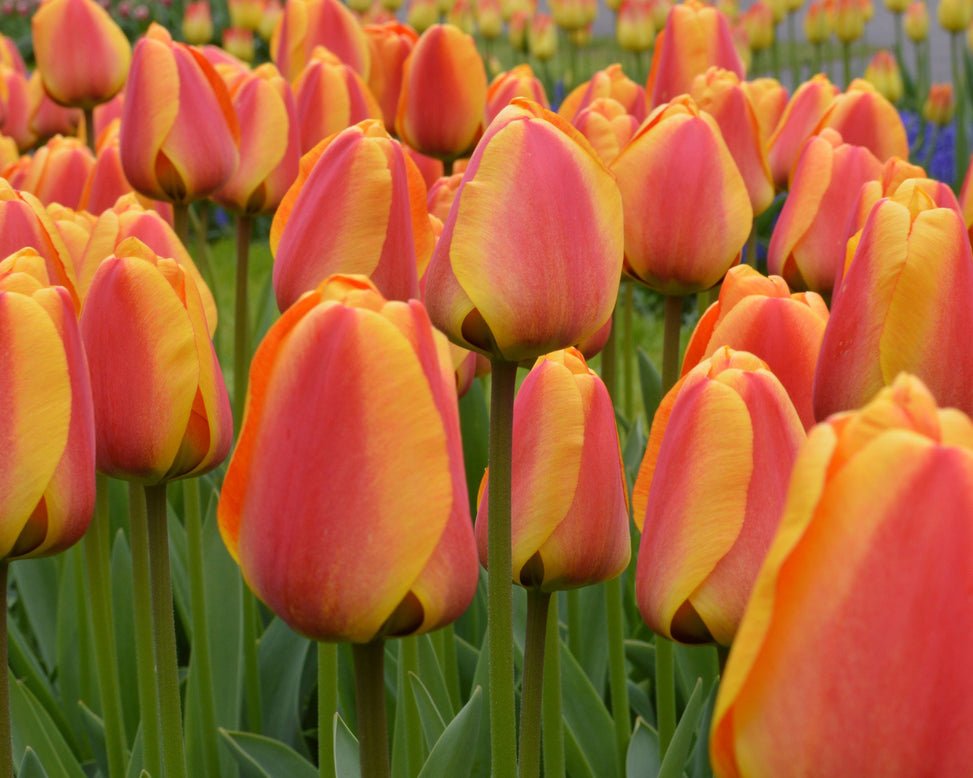 Flower BulbsApeldoorn Elite Bulbs UK - 7