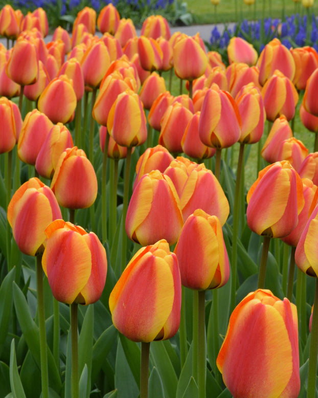 Flower BulbsApeldoorn Elite Bulbs UK - 6