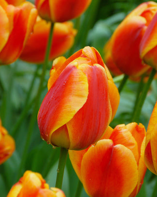 Flower BulbsApeldoorn Elite Bulbs UK - 1
