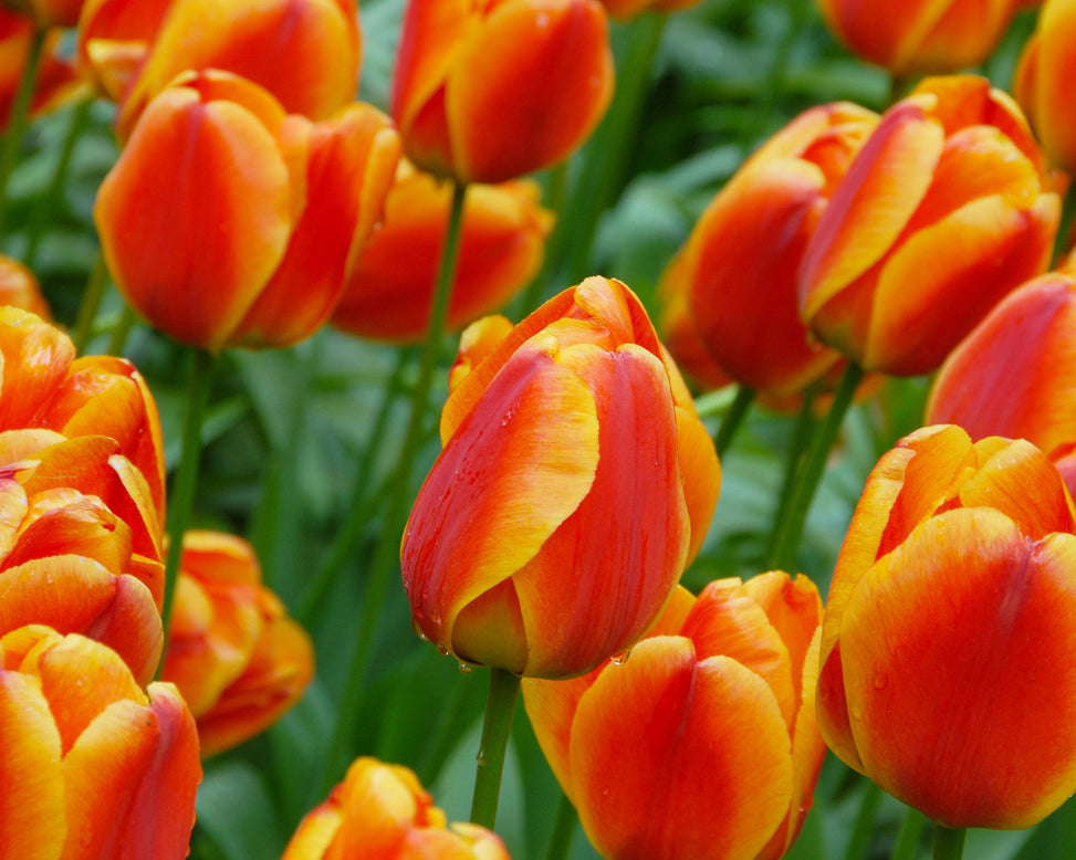 Flower BulbsApeldoorn Elite Bulbs UK - 4