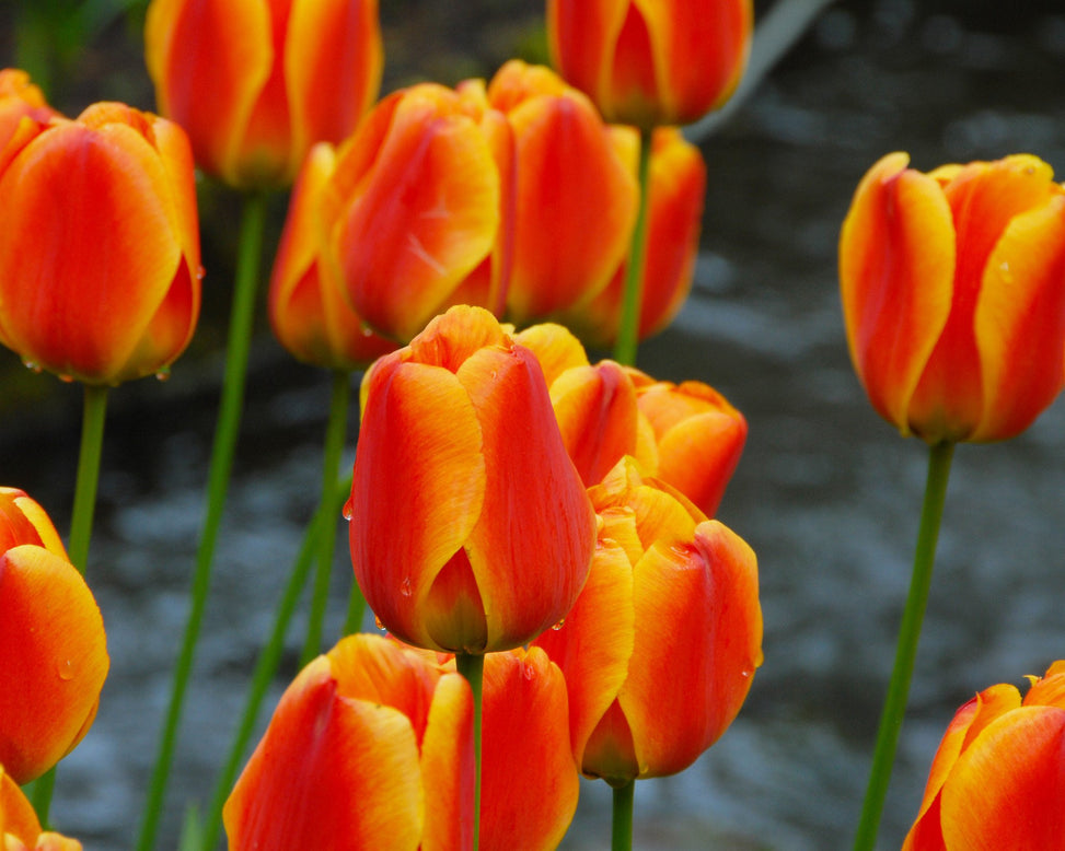 Flower BulbsApeldoorn Elite Bulbs UK - 3