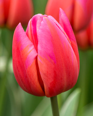 Tulip 'Aphrodite'