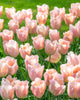 Tulipe 'Apricot Beauty'