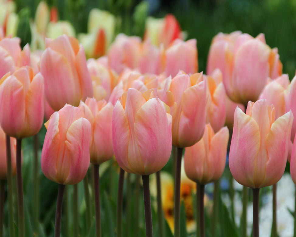 Tulip 'Apricot Beauty'