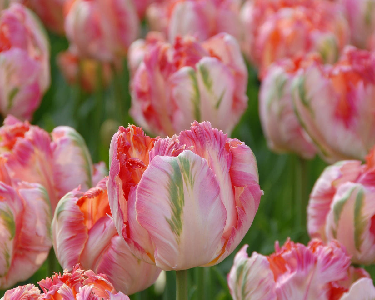 Flower BulbsApricot Parrot Bulbs UK - 4