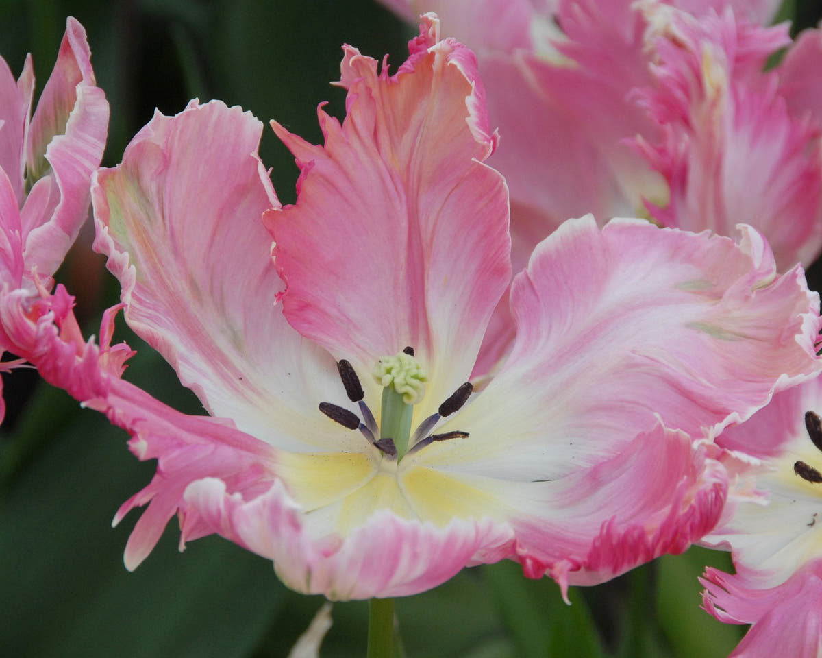 Flower BulbsApricot Parrot Bulbs UK - 5