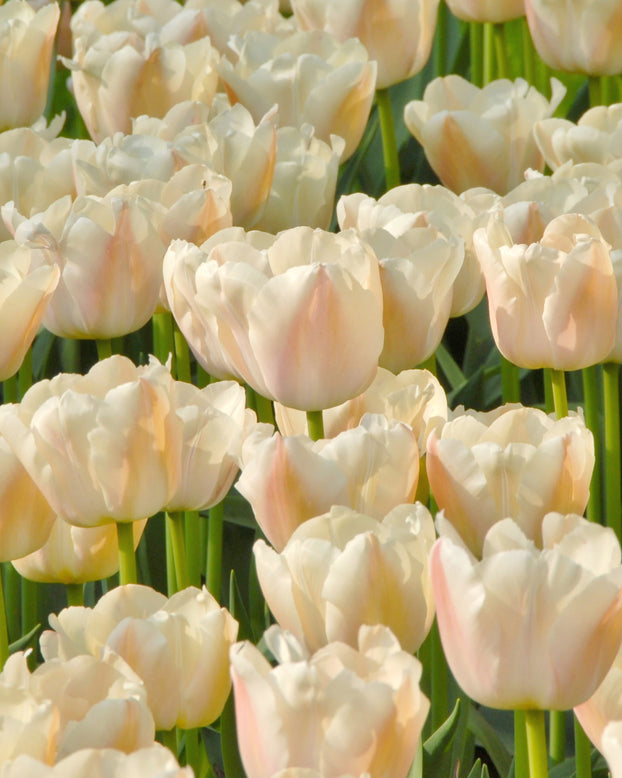 Tulip 'Apricot Pride'