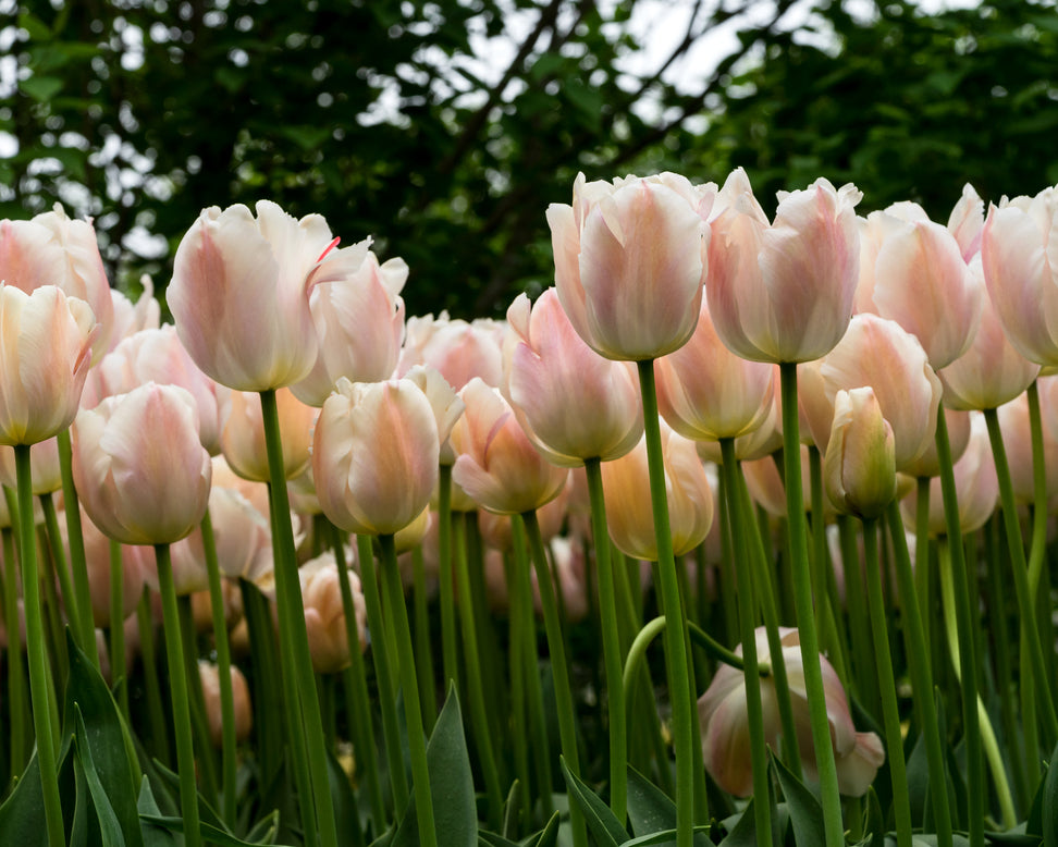 Tulip 'Apricot Pride'