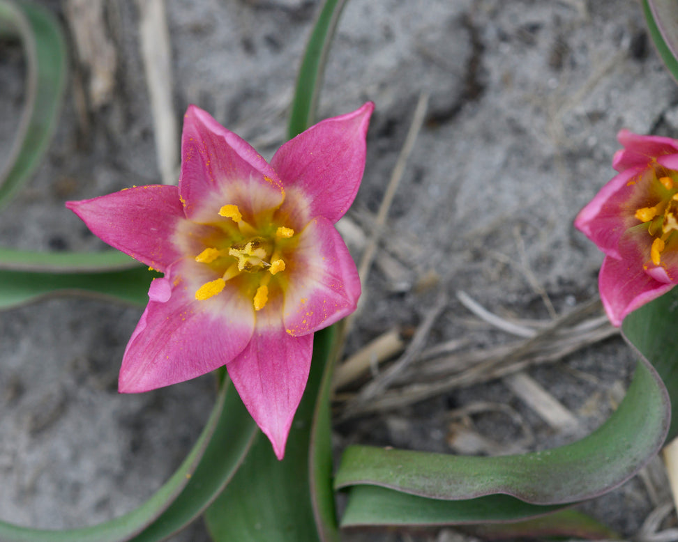 Tulip aucheriana