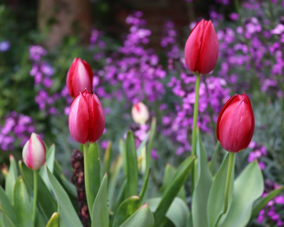 Tulip aximensis