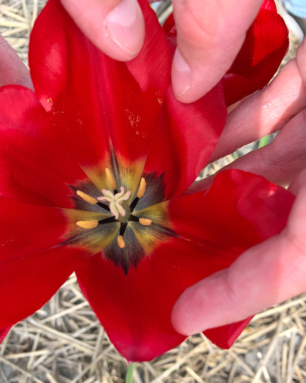 Tulip aximensis