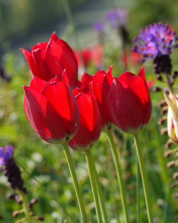 Tulip aximensis