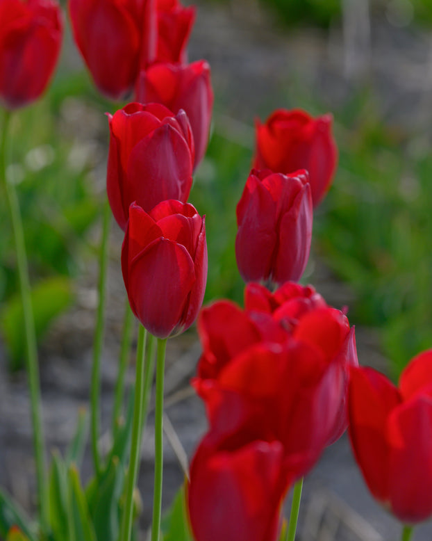 Tulip aximensis