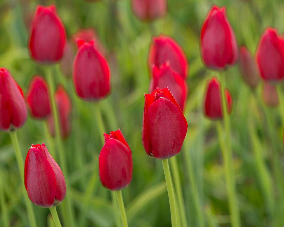 Tulip aximensis