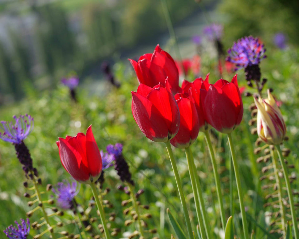 Tulip aximensis