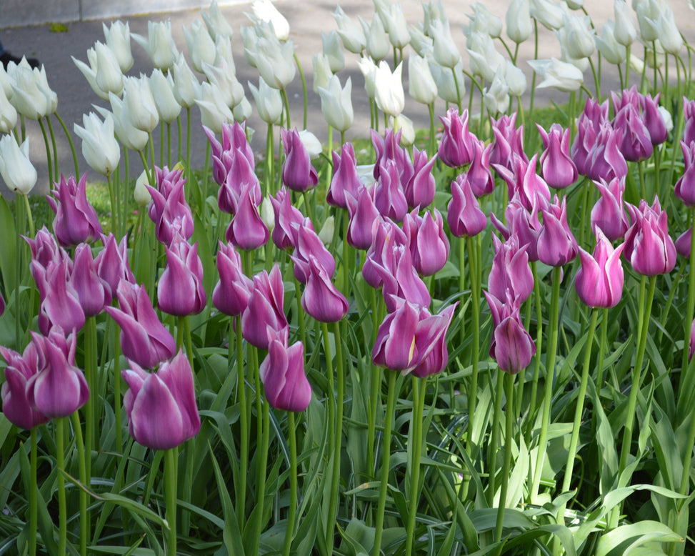 Flower BulbsBallade Bulbs UK - 3