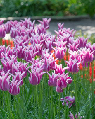 Flower BulbsBallade Bulbs UK - 1