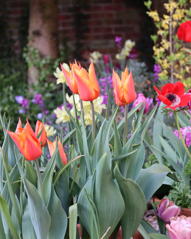 Tulip 'Ballerina'