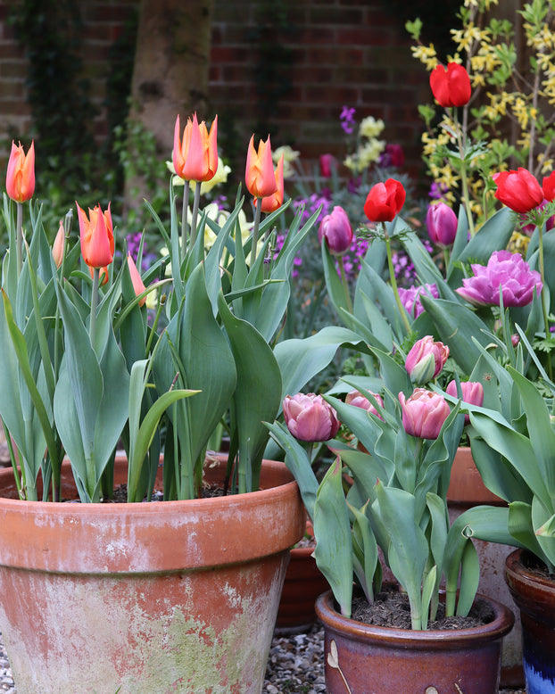 Tulip 'Ballerina'