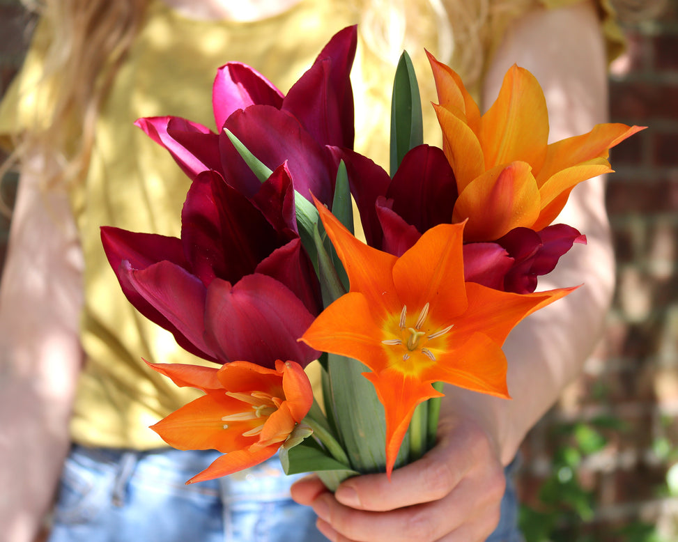 Tulip 'Ballerina'