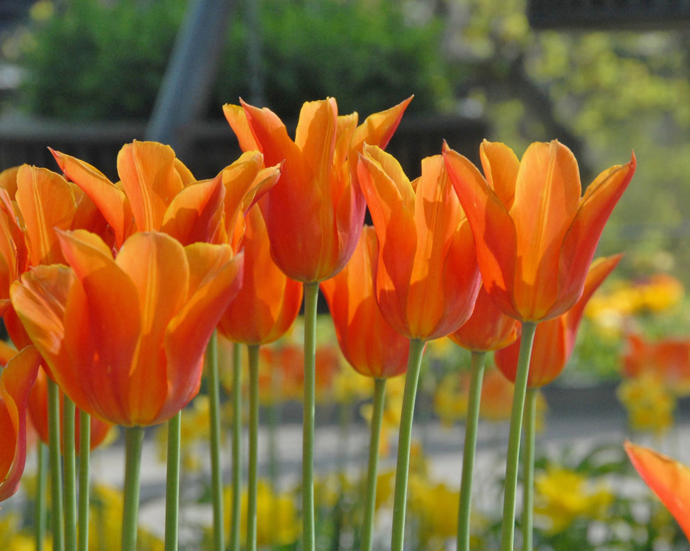 Flower BulbsBallerina Bulbs UK - 2
