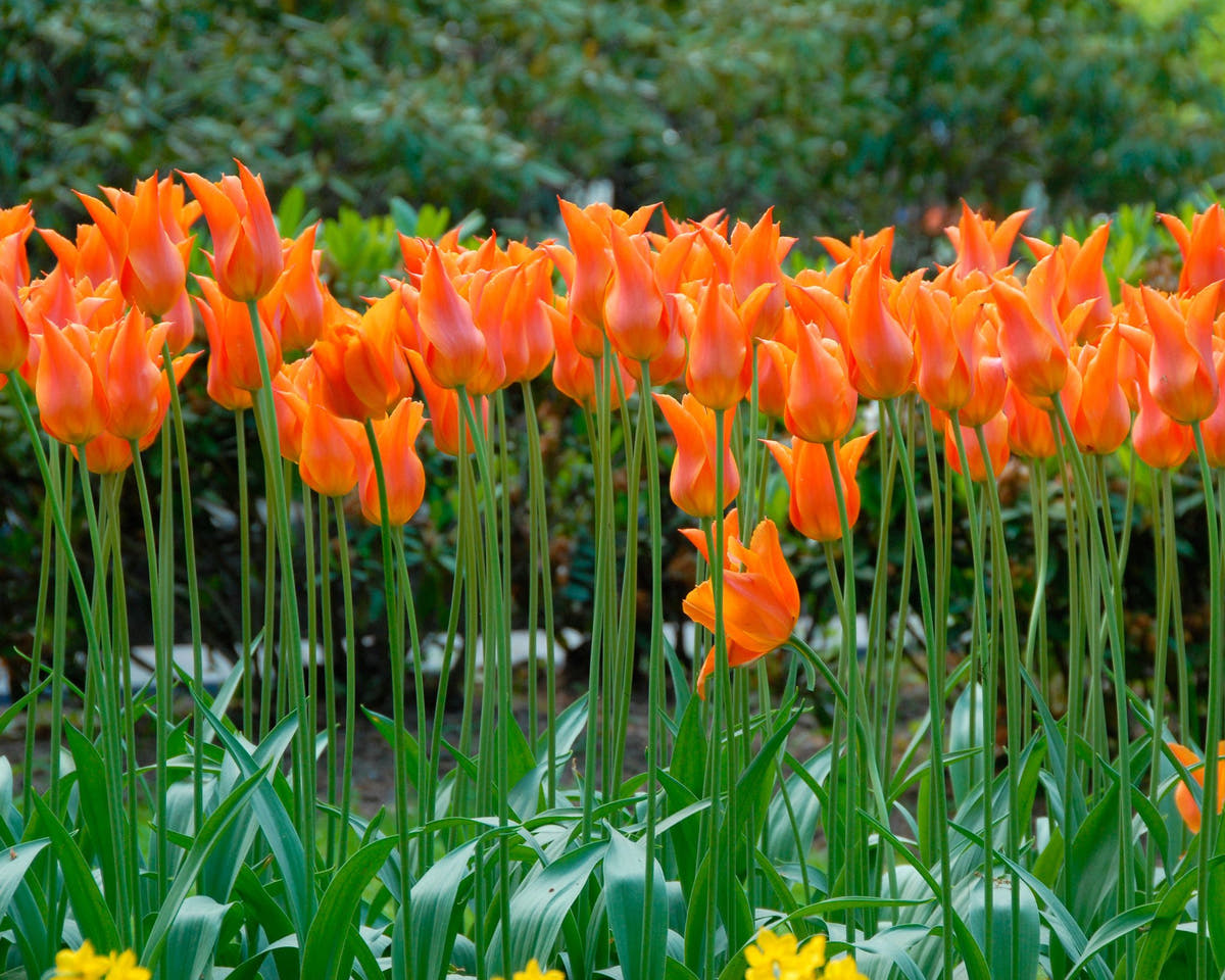 Flower BulbsBallerina Bulbs UK - 3
