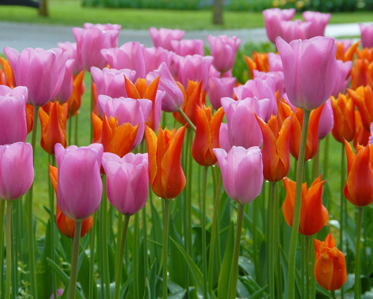 Flower BulbsBallerina Bulbs UK - 4