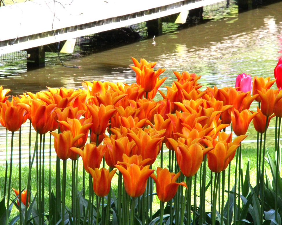 Tulip 'Ballerina'