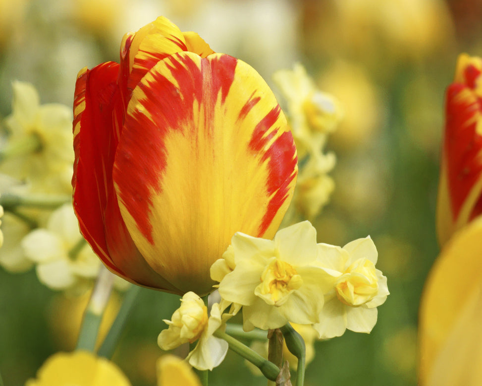 Tulip 'Banja Luka'