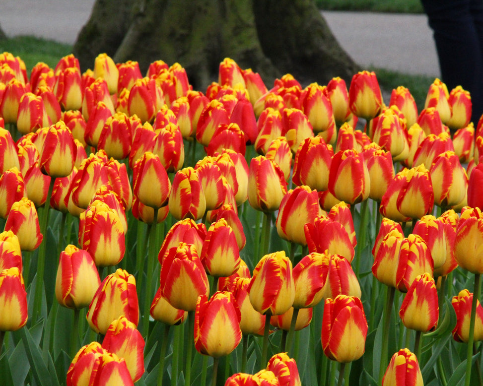 Tulip 'Banja Luka'