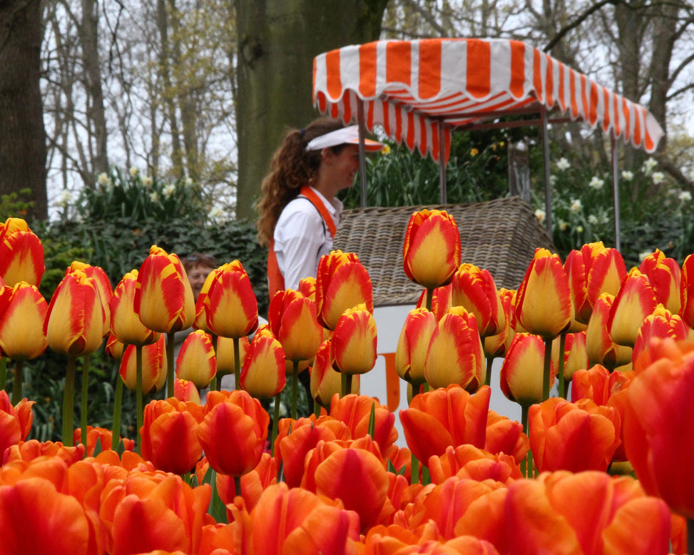 Tulip 'Banja Luka'