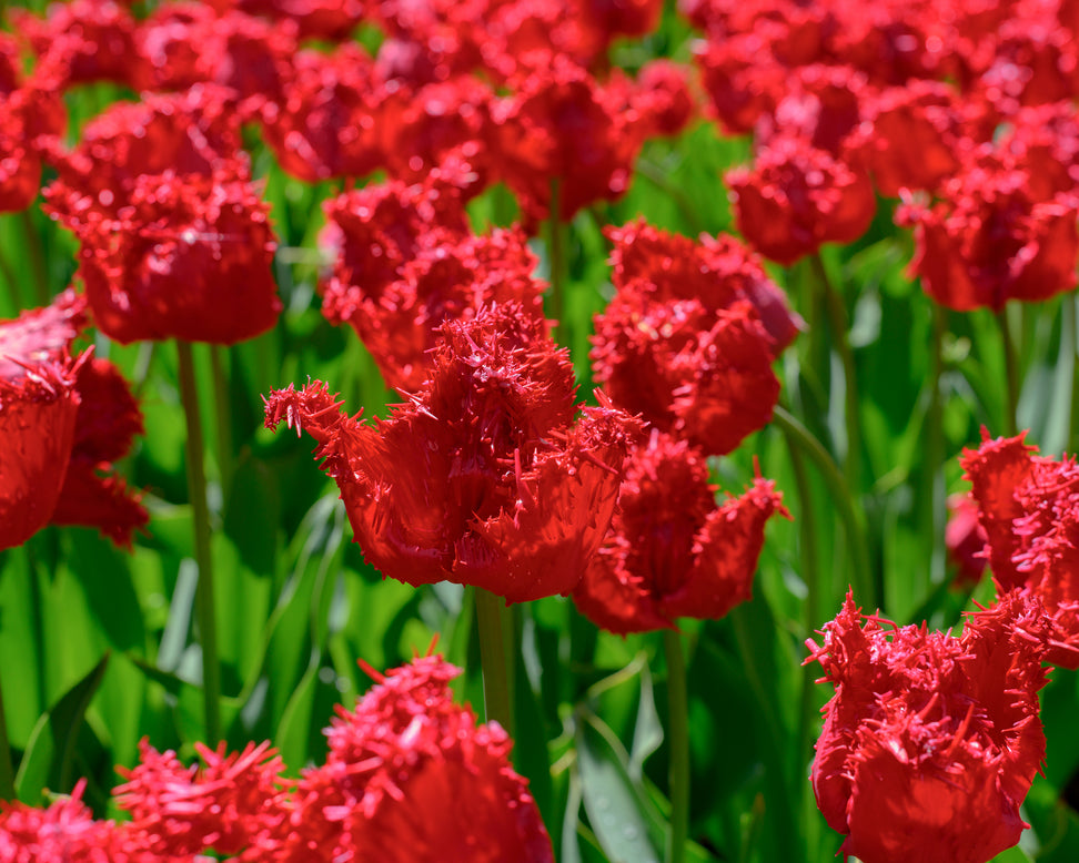 Tulip 'Barbados'