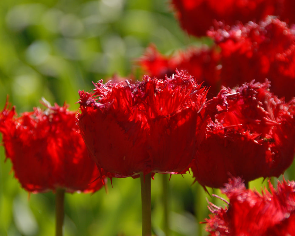 Tulip 'Barbados'