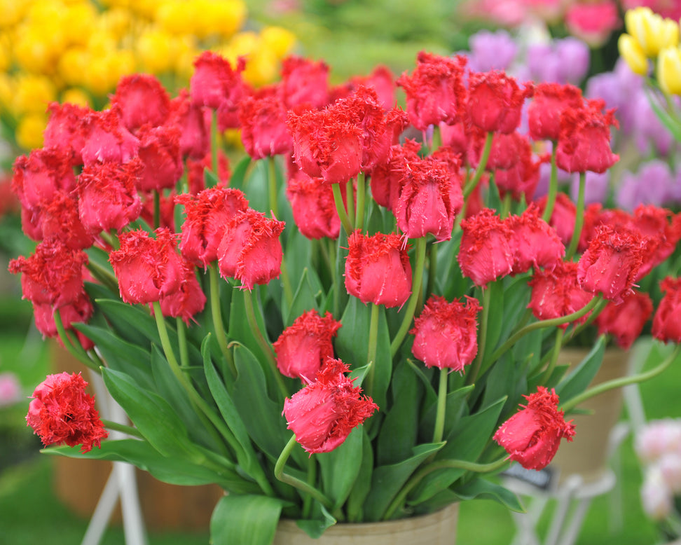 Tulip 'Barbados'