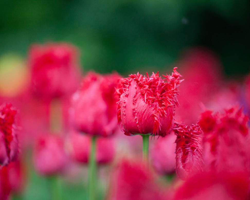 Tulip 'Barbados'