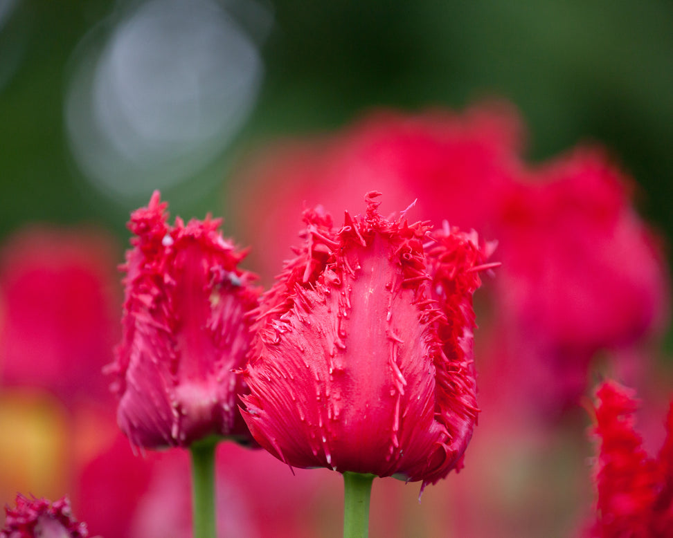 Tulip 'Barbados'