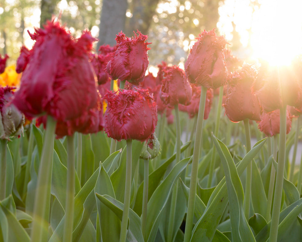 Tulip 'Barbados'